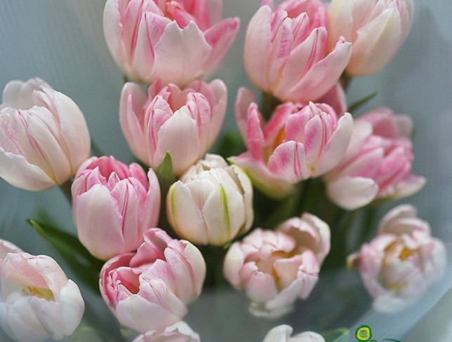 Букет из пионовидных розовых тюльпанов Фото